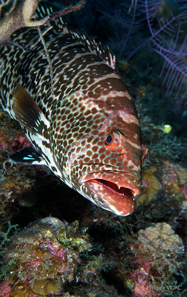 MediaEarth - Bahamas 2017 - DSC02366_rc - Tiger Grouper - Badeche tigre - Mycteroperca tigris.jpg